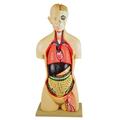 Eisco Model Unisex Torso w/ fixed head, shoulder & back open - 17 parts AM0007UNS